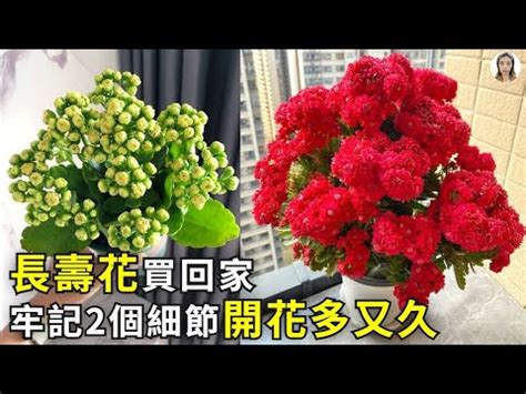 長壽花风水|【長壽花 風水】長壽花這樣擺，風水極佳，財源滾滾，招財聚福！